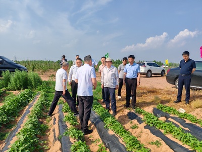 國家甘薯產(chǎn)業(yè)體系首席專家來我市調(diào)研指導(dǎo)農(nóng)業(yè)科學(xué)研究與試驗(yàn)發(fā)展